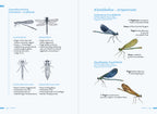 Die kleine Exkursionsfauna