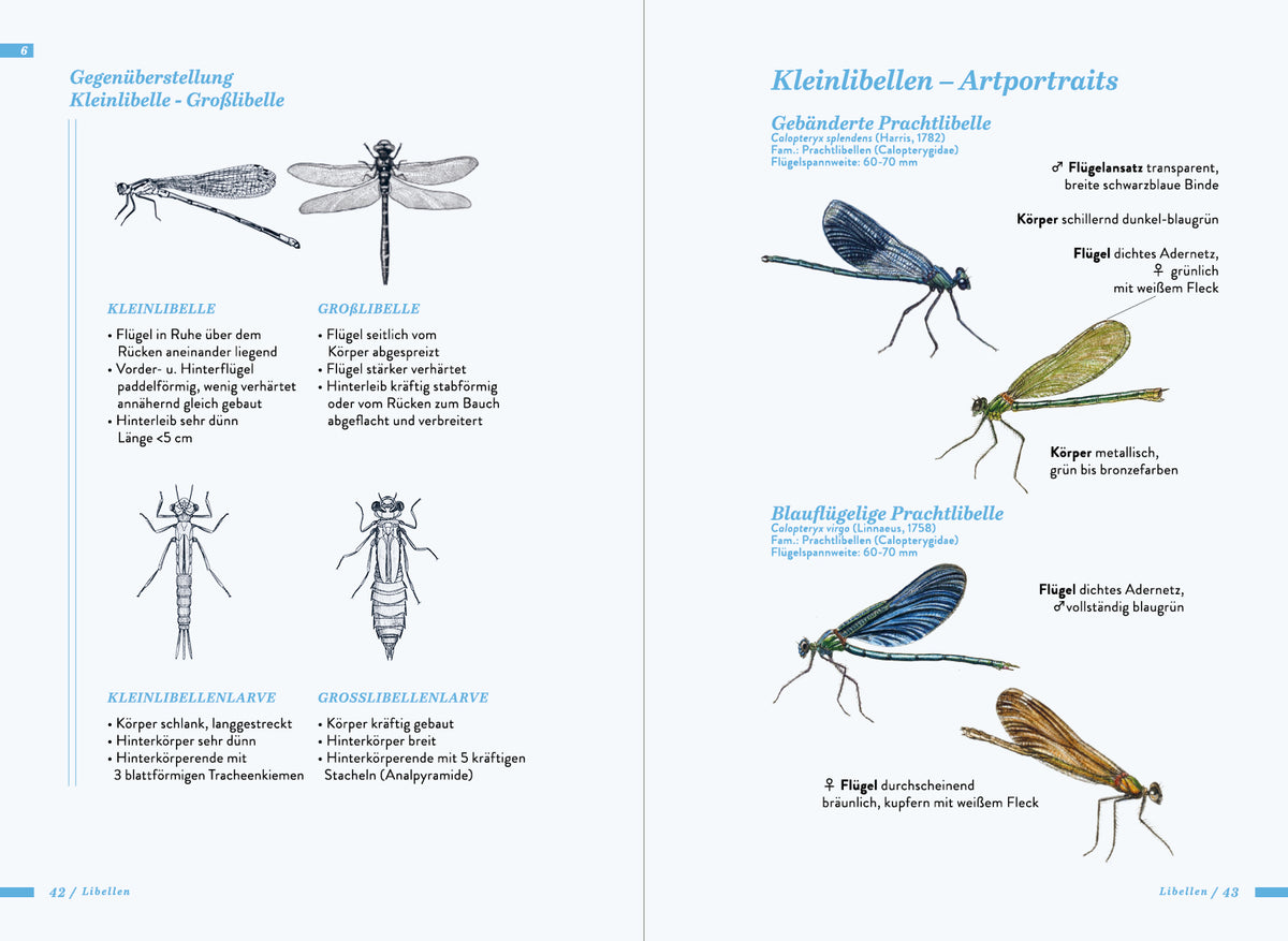 Die kleine Exkursionsfauna
