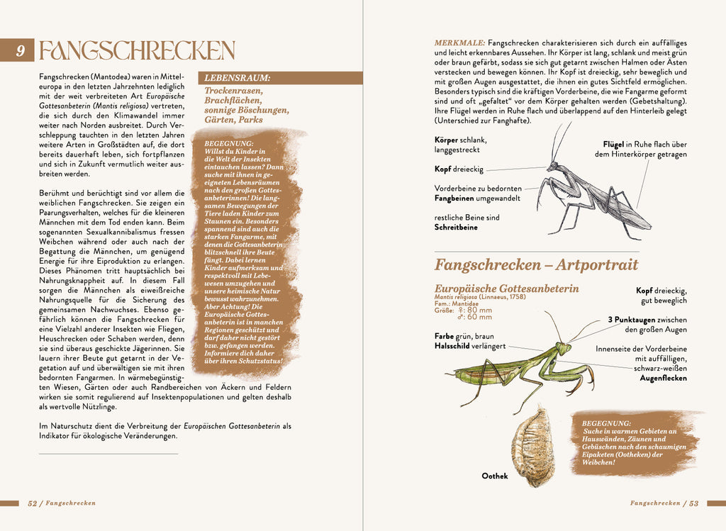 Die kleine Exkursionsfauna