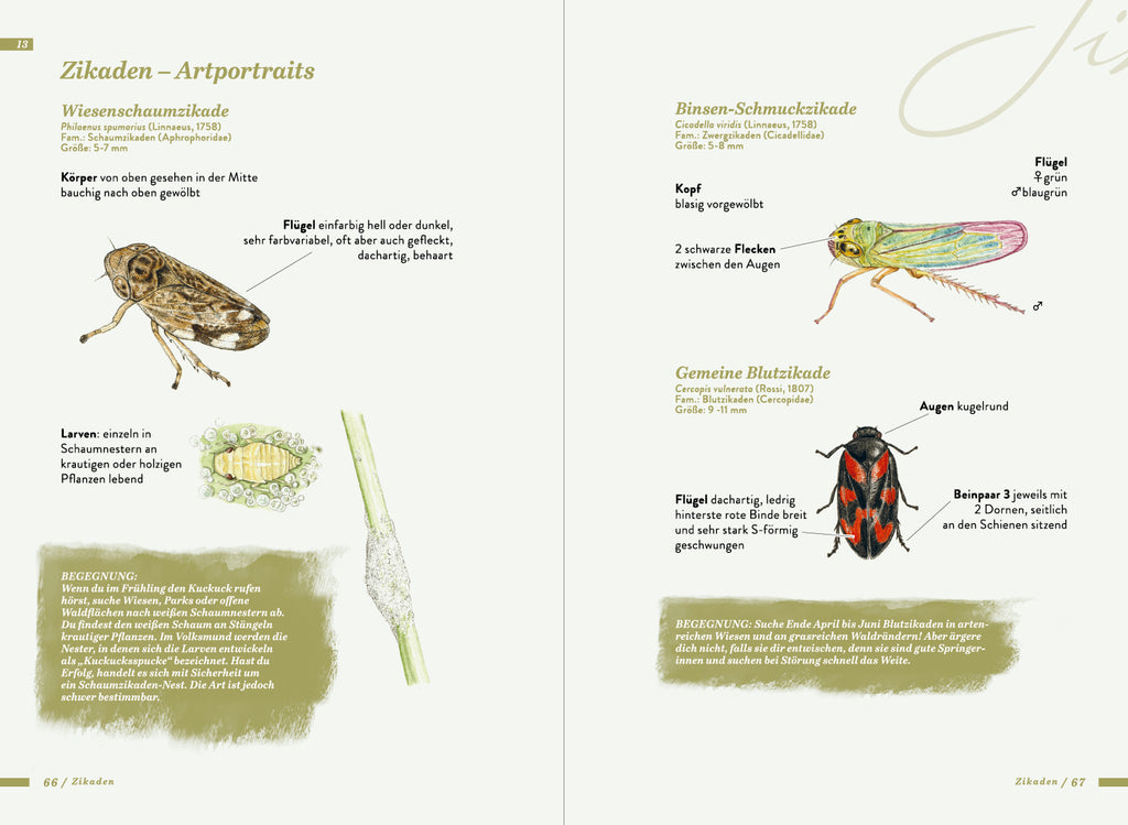 Die kleine Exkursionsfauna