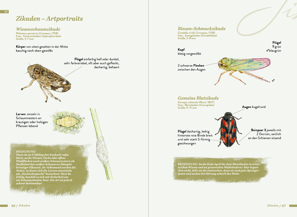 Die kleine Exkursionsfauna