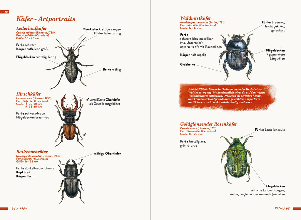 Die kleine Exkursionsfauna