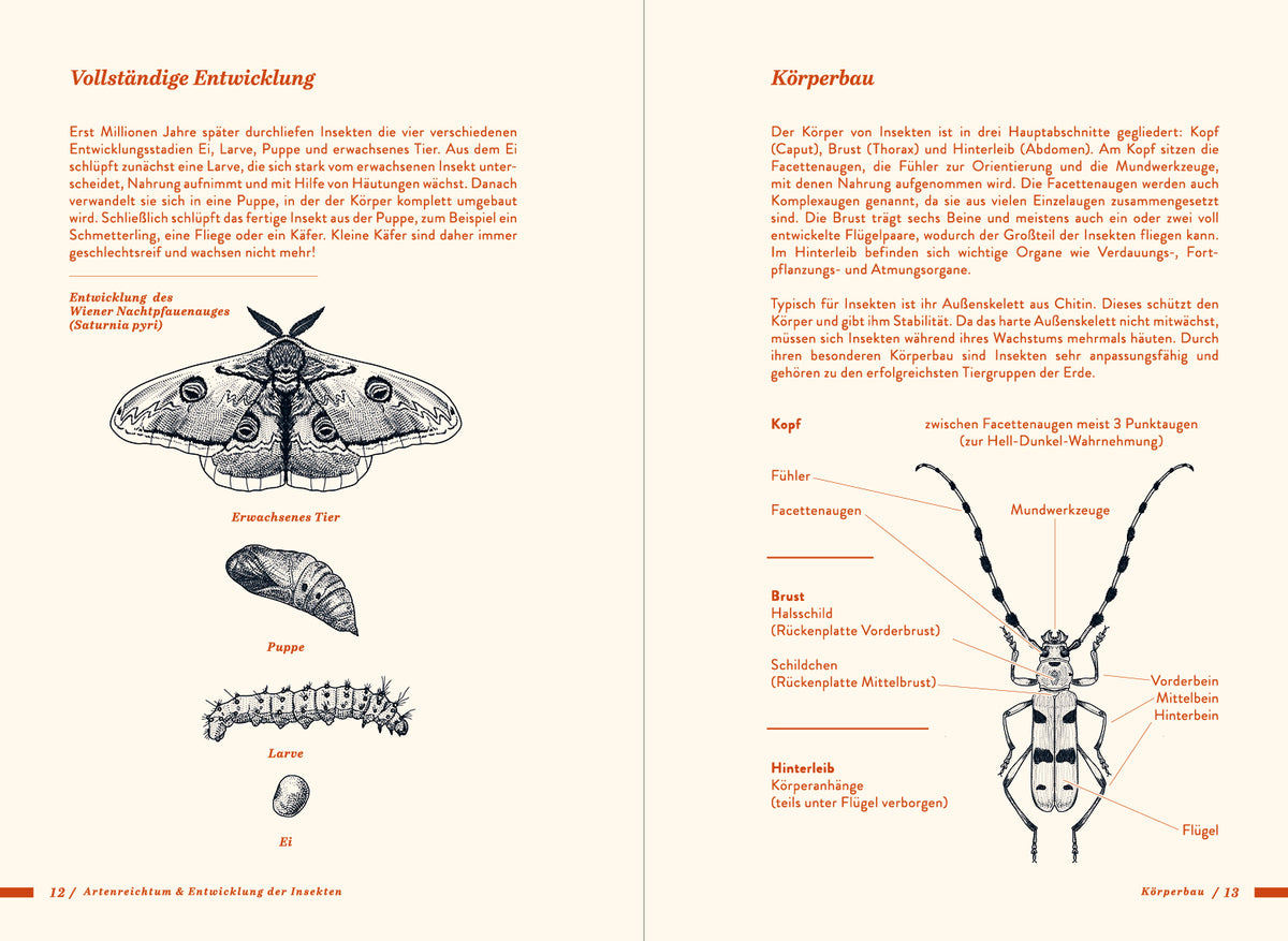 Die kleine Exkursionsfauna