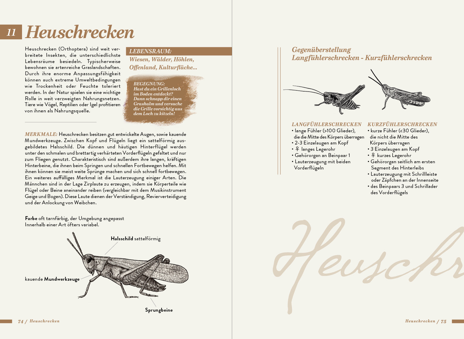 Die kleine Exkursionsfauna