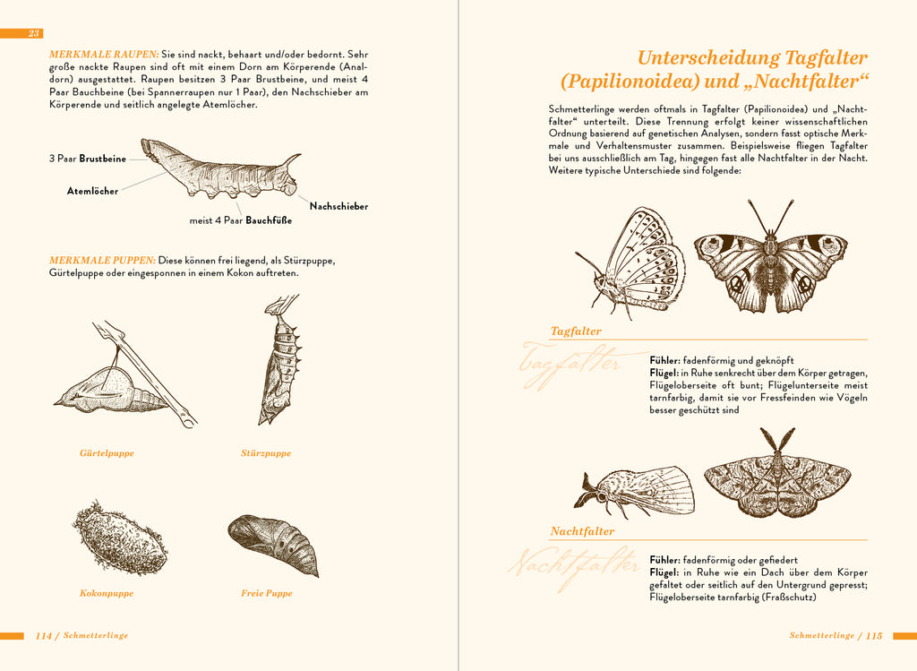 Die kleine Exkursionsfauna