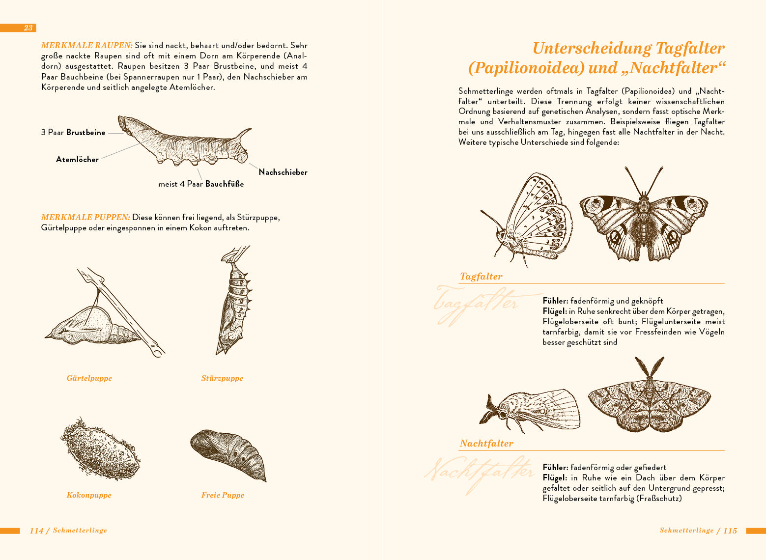 Die kleine Exkursionsfauna